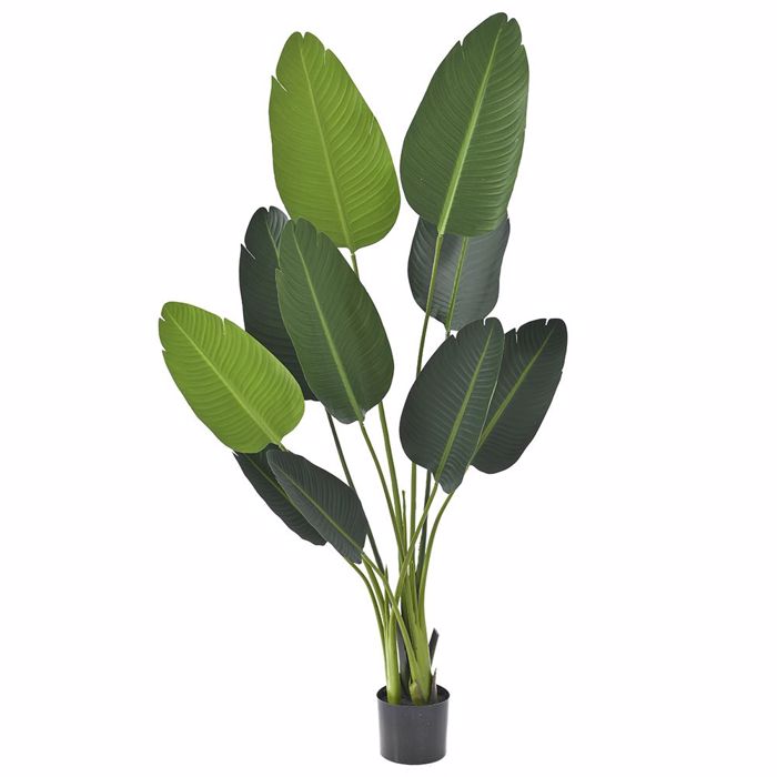 Iliadis Futo Banania me 10 Fulla se Plastiki Gastra 150cm 80889