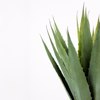 Liberta-Maison Agave Futo Texnito se Gastra 58cm PVC Prasino Mavro Tsimento 030829