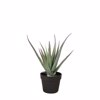Liberta-Maison Aloe Futo Texnito Se Gastra 43cm PVC Prasino Mavro Tsimento 030831