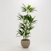 Liberta - Maison VELVET TREE Dentro Texnito PVC Prasino se Mavri Tsimentenia Gastra 140cm 030849