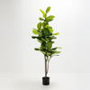 Liberta - Maison FICUS PANDURATA Dentro se Gastra ufasma Prasino PVC 180cm 031329