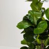 Liberta - Maison FICUS PANDURATA Dentro se Gastra ufasma Prasino PVC 180cm 031329