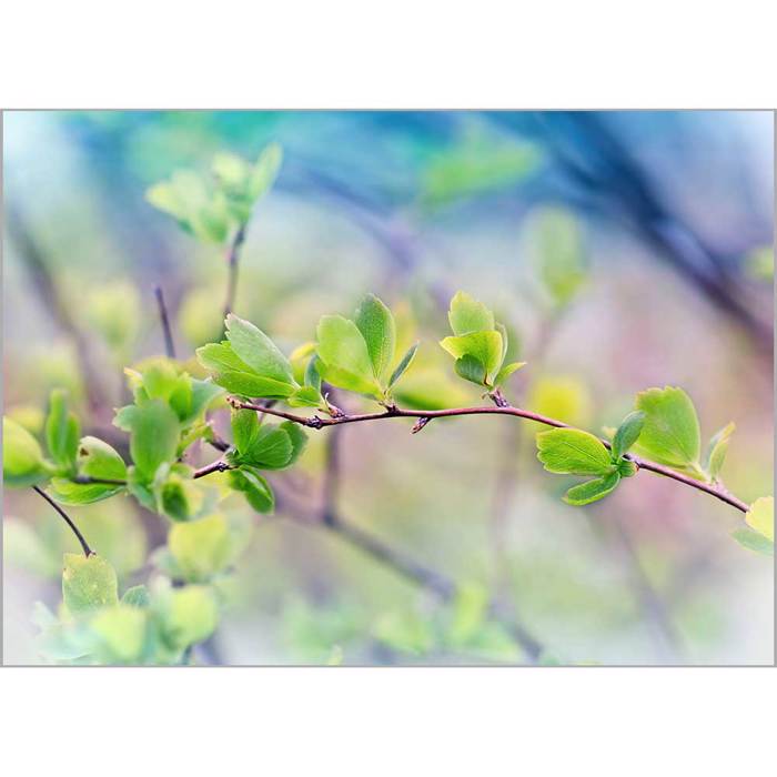 Roler me Psifiaki Ektuposi 'Spring Leaves' A1826
