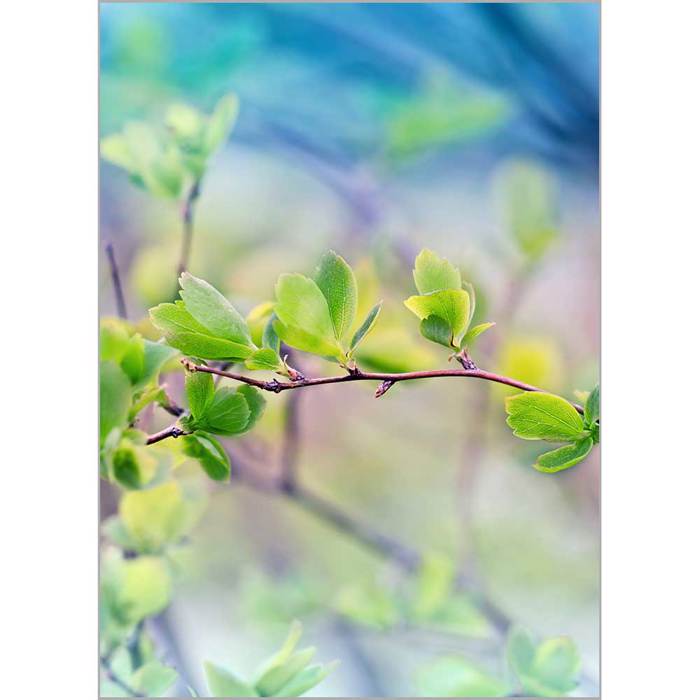Roler me Psifiaki Ektuposi 'Spring Leaves' A1826