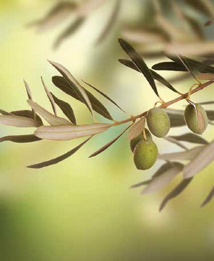 Roler me Psifiaki Ektuposi ''Olive Leaf'' E302
