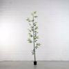 Supergreens Texnito Dentro Mono Bampou Lucky 183cm 2240-6