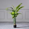 Supergreens Texnito Dentro Pouli tou Paradeisou Strelizia Nicolai 130cm 1350-6