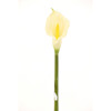 Supergreens Texnito Klonari Kalla 76cm 1030-7