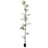 Supergreens Texnito Dentro Mono Bampou Lucky 183cm 2240-6