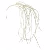 Supergreens Texnitos Kremastos Amaranthos Lefkos 81cm 3241-7