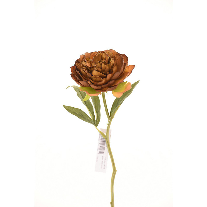 Supergreens Texnito Klonari Paionia Kafe 34cm 5280-7