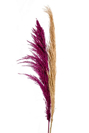 Zen Collection Λουλούδι Pampas Φυσικά Αποξηραμένο 120cm σε 2 Χρώματα 47169
