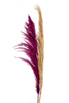 Zen Collection Louloudi Pampas Fusika Apoxirameno 120cm se 2 Xromata 47169